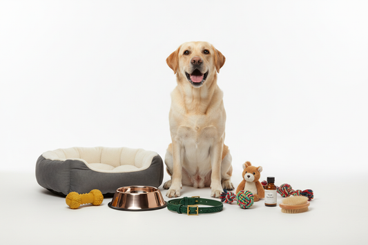 Best dog products in India 2025 — complete buyer's guide by MUNCHOS