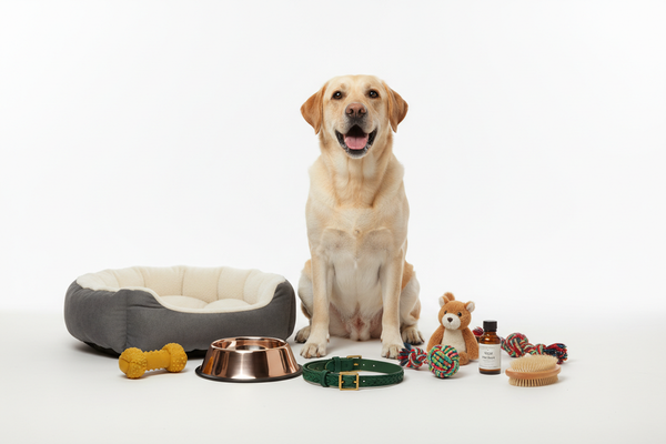 Best dog products in India 2025 — complete buyer's guide by MUNCHOS