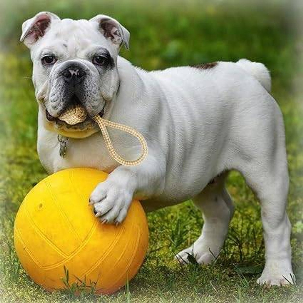 MUNCHOS Attractive Hard Ball Rope Dog Toy, Medium