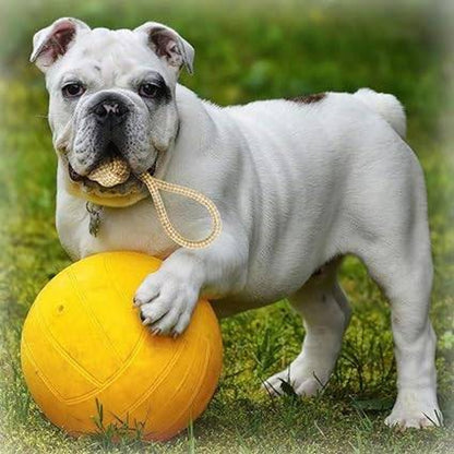 MUNCHOS Attractive Hard Ball Rope Dog Toy, Medium